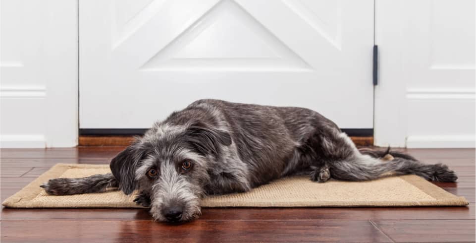 img - dog-laying-in-front-of-front-door