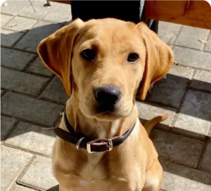 img-dog-training-class-playful-obedient-pomeranian-spitz-giving-paws-caring