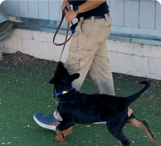 img-free-online-registration-application-form-web-site