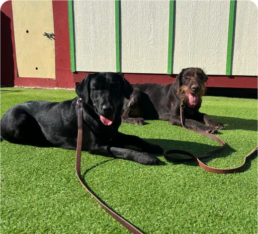 Two dogs, one black and one brown, are lying on artificial grass with leashes attached, in front of a building with red and white walls.