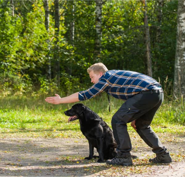 img - labrador-retriever