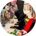 A dog wearing a black hat lies on the floor of a pet store, surrounded by various colorful toys and accessories on display.