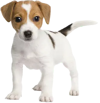 img-puppy-jack-russell-7-weeks