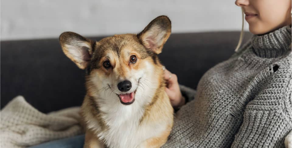 img - smiling-young-woman-relaxing-couch-her-corgi-dog