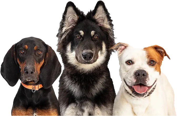 img-three-large-breed-dogs-together-white-web-banner-room