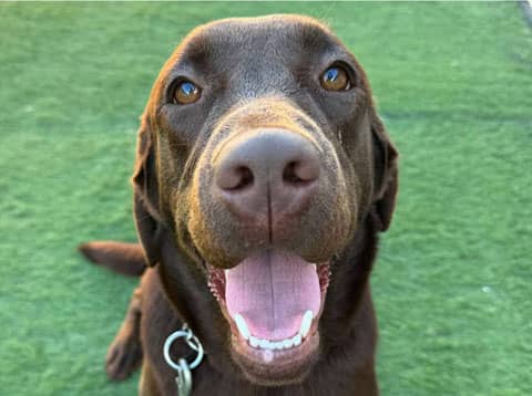 Dolly - Labrador Retriever