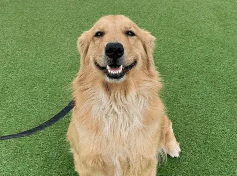 Goldie - Golden Retriever