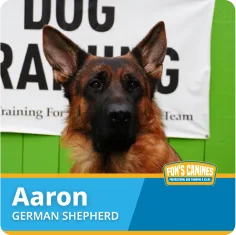 A German Shepherd named Aaron sits in front of a green wall and a dog training sign.