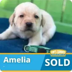 A light-colored puppy lies on a blue blanket with a green collar nearby. Text on the image reads "Amelia SOLD" and shows a logo for Erin's Canines.