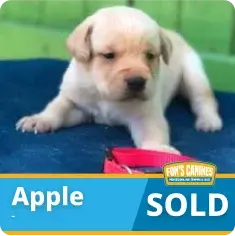 A small light-colored puppy lies on a blue surface with a red collar in front. The label reads "Apple SOLD" with a pet store logo in the corner.