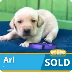 A light-colored puppy lies on a blue surface next to a purple collar, with the name "Ari" and the word "SOLD" displayed at the bottom.