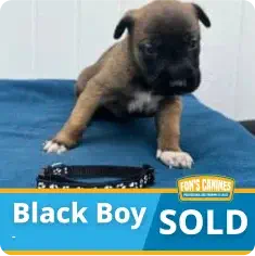 A brown and black puppy with white paws sits on a blue surface next to a collar. A banner at the bottom reads "Black Boy SOLD" with a logo that says "FDR's Canines.