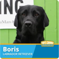 A black Labrador Retriever named Boris sits in front of a green wall with a partial sign visible in the background.