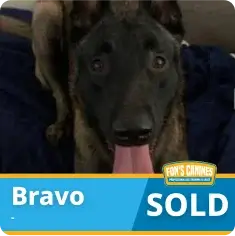 A dark-colored dog with its tongue out is shown above a banner that reads "Bravo SOLD" and features the FDM's Canines logo.