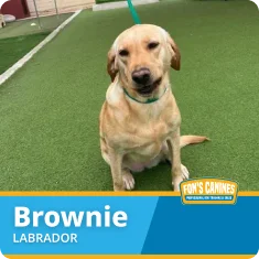 A yellow Labrador dog sits on artificial grass, wearing a green leash. Text overlay reads: "Brownie, Labrador, Fon's Canines.