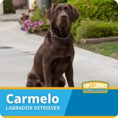 A chocolate Labrador Retriever sits on a sidewalk near green bushes and flowers. The name "Carmelo" and "Labrador Retriever" are labeled at the bottom with a pet store logo.