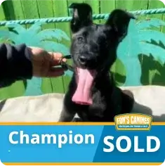 A black puppy with large ears and a long tongue sits outdoors with a "Champion SOLD" banner and a Finn's Canines logo at the bottom.
