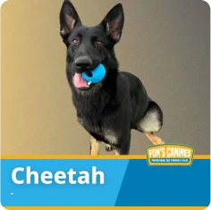 A black and tan German Shepherd holding a blue ball in its mouth, with the name "Cheetah" and the Fon's Canines logo displayed at the bottom.