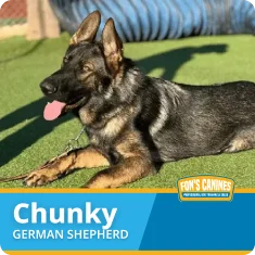 A German Shepherd named Chunky lies on artificial grass, panting with its tongue out. The Fon’s Canines logo appears at the bottom right.