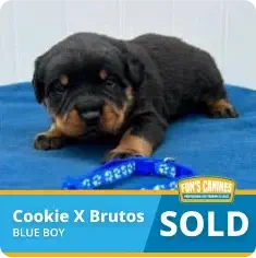 A Rottweiler puppy lies on a blue blanket next to a blue collar. A banner reads "Cookie X Brutos, Blue Boy, SOLD" with a kennel logo in the corner.