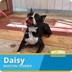 A black and white Boston Terrier named Daisy lies on a wooden floor, licking her nose with her tongue out.