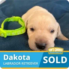 A yellow Labrador Retriever puppy named Dakota lies on a blue blanket next to a green collar. A label indicates the puppy is sold.
