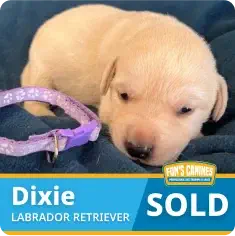 A light-colored Labrador Retriever puppy named Dixie lies on a blue blanket next to a purple collar. The image indicates the puppy is sold.