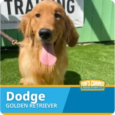 A Golden Retriever named Dodge sits on green artificial grass in front of a training sign, with tongue out and a leash attached.