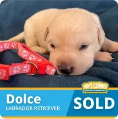 A light-colored Labrador Retriever puppy named Dolce lies next to a red collar on a blue blanket. Text indicates the puppy has been sold.