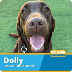 A chocolate Labrador Retriever named Dolly sits on grass, looking at the camera with mouth open and tongue visible. A FON'S CANINES logo appears in the corner.