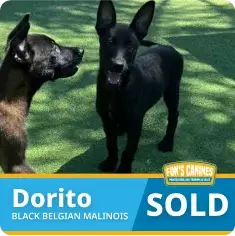 Two black Belgian Malinois puppies stand on grass. A banner at the bottom reads "Dorito, Black Belgian Malinois, SOLD, Fon's Canines.