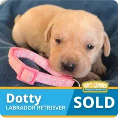 A light brown Labrador Retriever puppy named Dotty lies on a dark blue blanket next to a pink collar. Text indicates the puppy is sold.
