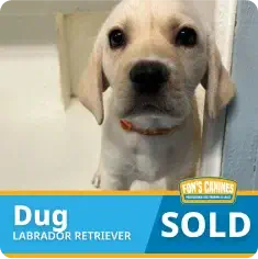 A Labrador Retriever puppy named Dug looks at the camera; a banner at the bottom reads "Dug Labrador Retriever SOLD" with a logo for Fon's Canines.