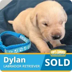 A light-colored Labrador Retriever puppy named Dylan lays on a dark blanket next to a blue collar, with a "SOLD" label visible at the bottom of the image.