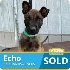 A Belgian Malinois puppy with a green collar sits indoors. Text on the image reads "Echo, Belgian Malinois, SOLD.