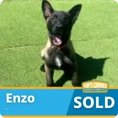 A young black and tan puppy sits on green grass. A banner at the bottom reads "Enzo SOLD" with a Fun's Canines logo in the corner.