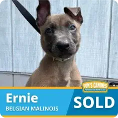 A Belgian Malinois puppy named Ernie wearing a collar sits in front of a wooden wall. A banner at the bottom says "SOLD.