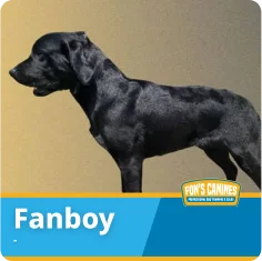A black dog standing in profile against a plain background with the name "Fanboy" displayed in a blue banner at the bottom.
