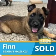 A Belgian Malinois puppy named Finn lies on the floor, looking at the camera with mouth open. Banner text reads "Finn BELGIAN MALINOIS SOLD.