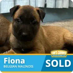 A Belgian Malinois puppy named Fiona lying on the floor with a "SOLD" label and "Fon’s Canines" branding.