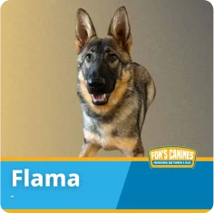 A German Shepherd dog stands facing forward. Text on the image reads "Flama" with a Fon's Canines logo in the bottom right corner.