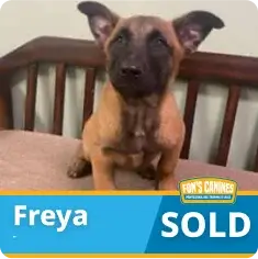 A brown and black puppy sits on a wooden bench. Text on the image reads "Freya SOLD" with a "Fon's Canines" logo in the corner.
