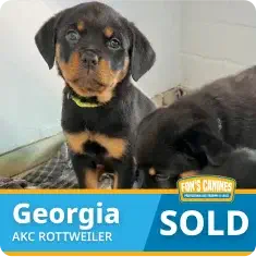 Two Rottweiler puppies in a kennel; text overlay reads "Georgia AKC Rottweiler SOLD" with the FDR's Canines logo.