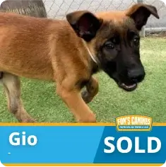A brown and black puppy stands on grass next to a fence. The image has a banner at the bottom that reads "Gio" and "SOLD.