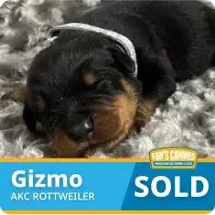 A black and tan Rottweiler puppy named Gizmo sleeps on a gray textured blanket. Text overlay reads "Gizmo AKC Rottweiler SOLD.