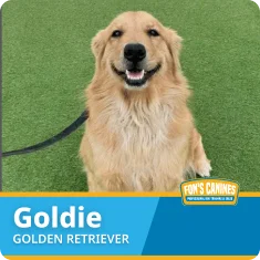 A golden retriever sits on green grass, facing the camera and wearing a black leash. A label at the bottom reads "Goldie, Golden Retriever.