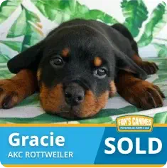 A Rottweiler puppy lies on a leaf-patterned surface. Text reads: "Gracie AKC Rottweiler SOLD" with a pet store logo visible.