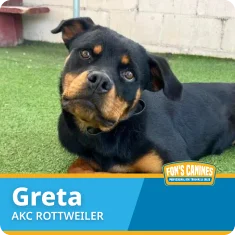 A Rottweiler named Greta lies on artificial grass, tilting her head. Text overlay reads "Greta AKC Rottweiler" with a Fon's Canines logo in the corner.