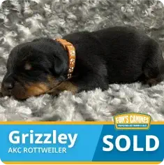 A small black and brown Rottweiler puppy named Grizzley sleeps on a gray rug. A graphic indicates the puppy is sold.