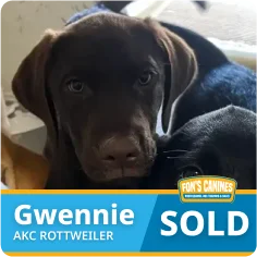 A brown puppy labeled as "Gwennie AKC Rottweiler" with a "SOLD" sign from Fon's Canines.